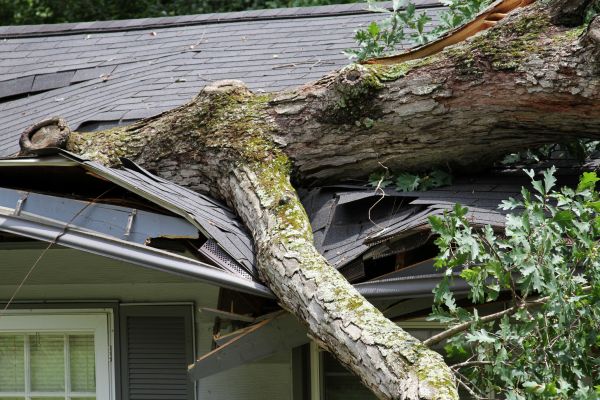 Cost of Storm Remediation in Lakeland